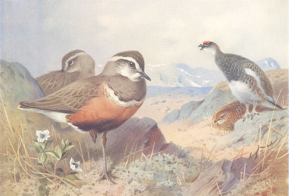 BRITISH BIRDS. Dotterel; Ptarmigan male and female. THORBURN 1926 old print